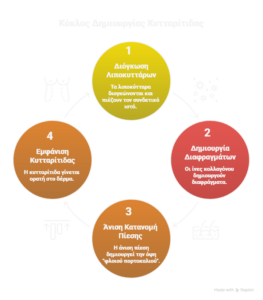 πως δημιουργείται η κυτταρίτιδα 